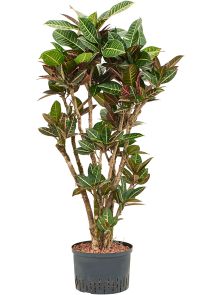 Croton (Codiaeum) variegatum ‘Petra‘, Vertakt, H: 130cm, B: 70cm, potmaat: 28/19cm