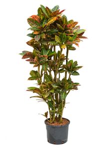 Croton (Codiaeum) variegatum ‘Petra‘, Vertakt, H: 150cm, B: 70cm, potmaat: 30/26cm