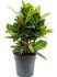 croton codiaeum variegatum petra vertakt h 60cm b 25cm potmaat 21cm
