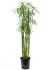 cyperus alternifolius glaber toef h 115cm b 50cm potmaat 23cm