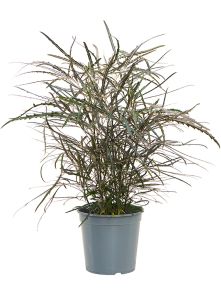 Dizygotheca elegantissima, Bush, H: 60cm, B: 40cm, potmaat: 21cm