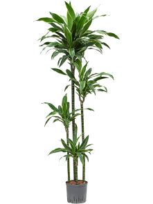 Dracaena fragrans ‘Arturo‘, 120-90-60-30, H: 180cm, B: 40cm, potmaat: 22/19cm