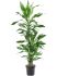 dracaena fragrans burundii 603015 h 110cm b 45cm potmaat 21cm