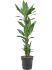 dracaena fragrans burundii 60carrousel h 100cm b 35cm potmaat 21cm