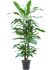 dracaena fragrans burundii 60carrousel h 100cm b 35cm potmaat 21cm