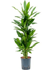 Dracaena fragrans ‘Burundii‘, 60-Carrousel, H: 110cm, B: 40cm, potmaat: 18/19cm