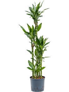 Dracaena fragrans ‘Burundii‘, 90-Carrousel, H: 110cm, B: 40cm, potmaat: 22/19cm