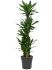 dracaena fragrans burundii carrousel 8pp h 170cm b 65cm potmaat 27cm