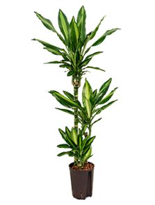Dracaena fragrans ‘Cintho‘, 60-30-15, H: 110cm, B: 35cm, potmaat: 15/19cm
