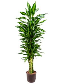Dracaena fragrans ‘Cintho, Vertakt-multi, H: 150cm, B: 45cm, potmaat: 22/19cm
