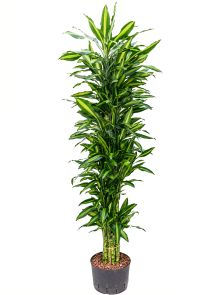 Dracaena fragrans ‘Cintho‘, Vertakt-multi, H: 180cm, B: 50cm, potmaat: 25/19cm