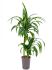 dracaena fragrans hawaiian sunshine 4515 h 90cm b 35cm potmaat 1519cm