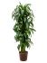 dracaena fragrans hawaiian sunshine vertaktmulti h 130cm b 45cm potmaat 2219cm
