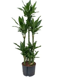 Dracaena fragrans ‘Janet Lind‘, 90-Carrousel, H: 140cm, B: 55cm, potmaat: 25/19cm
