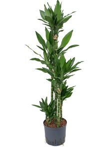 Dracaena fragrans ‘Janet Lind‘, 90-Carrousel, H: 155cm, B: 40cm, potmaat: 22/19cm
