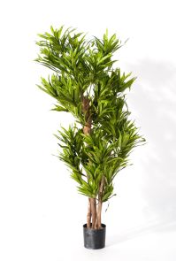 Dracaena Reflexa Groen, H: 150cm