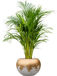 Dypsis (Areca) lutescens in Baq Luxe Lite Glossy, Grond (Vulkastrat), diam: 39cm, H: 116cm