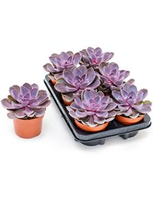 Echeveria ‘Purple Pearl‘ 6/tray, H: 20cm, B: 15cm, potmaat: 12cm