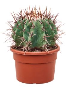 Echinocactus ingens, H: 25cm, B: 25cm, potmaat: 19cm