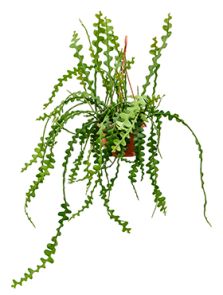 Epiphyllum anguliger, Hanger, H: 40cm, B: 25cm, potmaat: 20cm