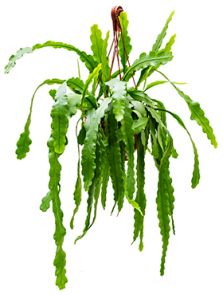 Epiphyllum ‘Beavertail‘, Hanger, H: 50cm, B: 35cm, potmaat: 25cm