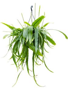 Epiphyllum pumilum, Hanger, H: 40cm, B: 40cm, potmaat: 25cm
