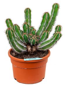 Euphorbia avasmontana, Vertakt, H: 55cm, B: 45cm, potmaat: 27cm