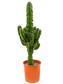 Euphorbia erytrea, Vertakt, H: 75cm, B: 30cm, potmaat: 19cm
