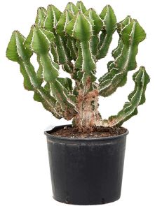 Euphorbia fortissima (65-75), Vertakt, H: 70cm, B: 60cm, potmaat: 30cm