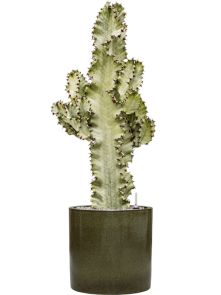 Euphorbia ingens marmorata in Cylinder, Grond (Vulkastrat), diam: 30cm, H: 98cm
