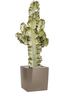 Euphorbia ingens marmorata in Lechuza Cube Premium, Grond (Vulkastrat), L: 30cm, H: 95cm