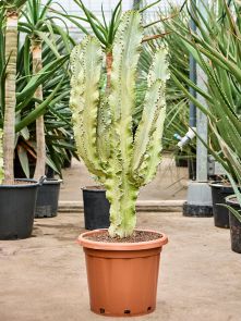 Euphorbia ingens marmorata, Vertakt, H: 150cm, B: 75cm, potmaat: 40cm