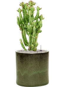 Euphorbia lactea ‘Compacta‘ in Cylinder, Grond (Vulkastrat), diam: 30cm, H: 69cm