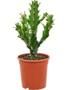 Euphorbia mayuranathanii, Vertakt