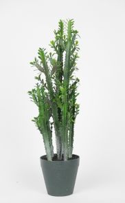 Euphorbia staand, H: 50cm