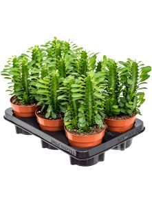 Euphorbia trigona 6/tray, Groen, H: 20cm, B: 14cm, potmaat: 12cm