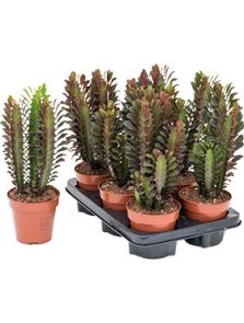 Euphorbia trigona ‘Rubra‘ 6/tray, Vertakt, H: 25cm, B: 14cm, potmaat: 12cm