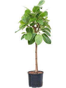 Ficus altissima ‘Yellow Gem‘, Stam, H: 110cm, B: 50cm, potmaat: 22/19cm