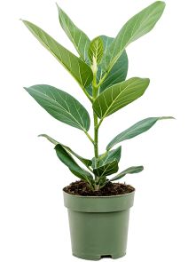 Ficus benghalensis ‘Audrey‘, 1pp, H: 65cm, B: 25cm, potmaat: 17cm