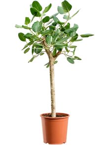 Ficus benghalensis ‘Audrey‘, Stam, H: 140cm, B: 60cm, potmaat: 30cm