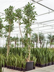Ficus benghalensis, Vertakt, H: 450cm, B: 80cm, potmaat: 80cm