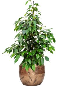 Ficus benjamina ‘Danielle‘ in Baq Opus Raw, Grond (Vulkastrat), diam: 38cm, H: 107cm