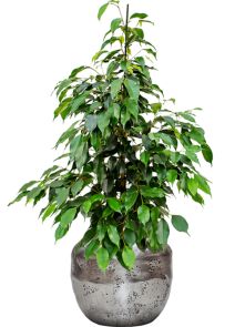 Ficus benjamina ‘Danielle‘ in Baq Opus Raw, Grond (Vulkastrat), diam: 38cm, H: 106cm
