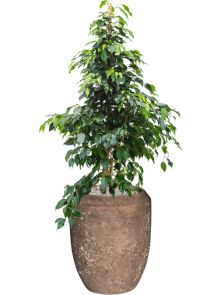 Ficus benjamina ‘Danielle‘ in Baq Polystone Coated Plain, diam: 45cm, H: 146cm