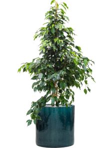 Ficus benjamina ‘Danielle‘ in Cylinder, Grond (Vulkastrat), diam: 40cm, H: 134cm