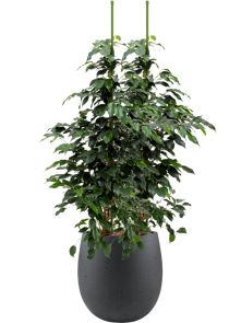 Ficus benjamina ‘Danielle‘ in Grigio, Hydrocultuur, diam: 30cm, H: 101cm