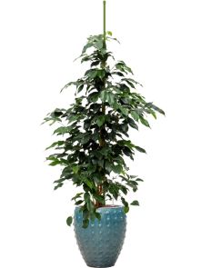 Ficus benjamina ‘Danielle‘ in Laos Mini, Hydrocultuur, diam: 25cm, H: 117cm