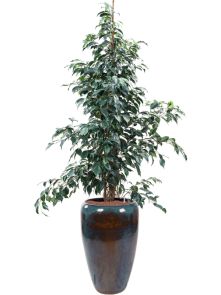 Ficus benjamina ‘Danielle‘ in Mystic, Hydrocultuur, diam: 43cm, H: 204cm