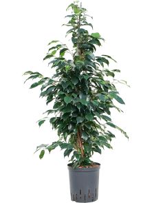 Ficus benjamina ‘Danielle‘, Toef, H: 100cm, B: 45cm, potmaat: 18/19cm