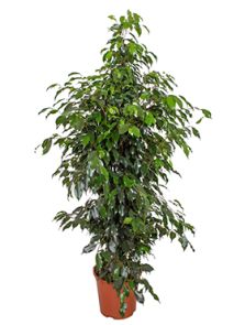 Ficus benjamina ‘Danielle‘, Toef, H: 130cm, B: 70cm, potmaat: 27cm